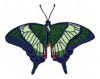 Emerald_Swallowtail.jpg